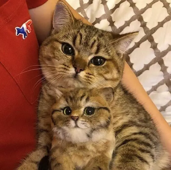 Cuddled Up