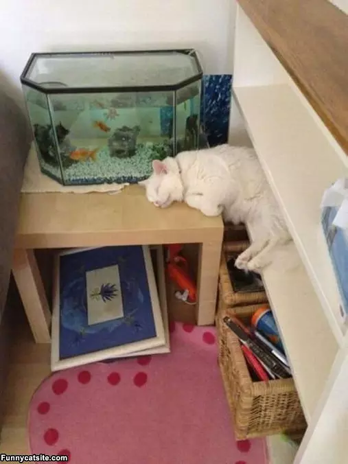 Guarding This Makes Me Tired