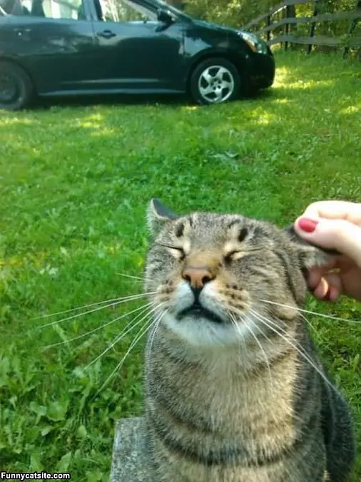 Itch My Ear