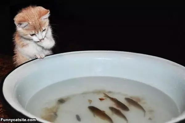 Fishies To Play With