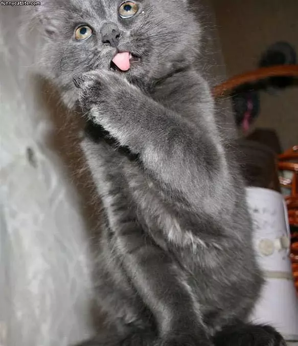Weird-cat