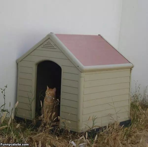 Cat House Now