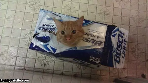 Cat Beer