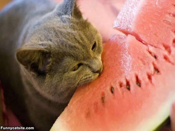 Nom Nom Watermelon