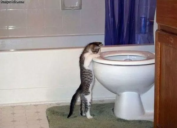 Toilet Cat