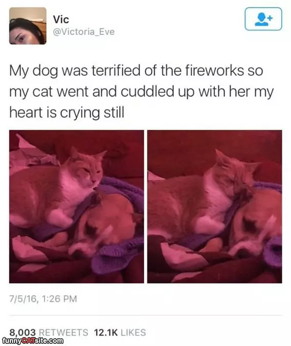 Cuddling The Dog