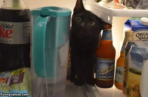 Staying Cool