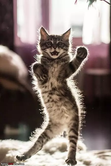 Doing The Cha Cha