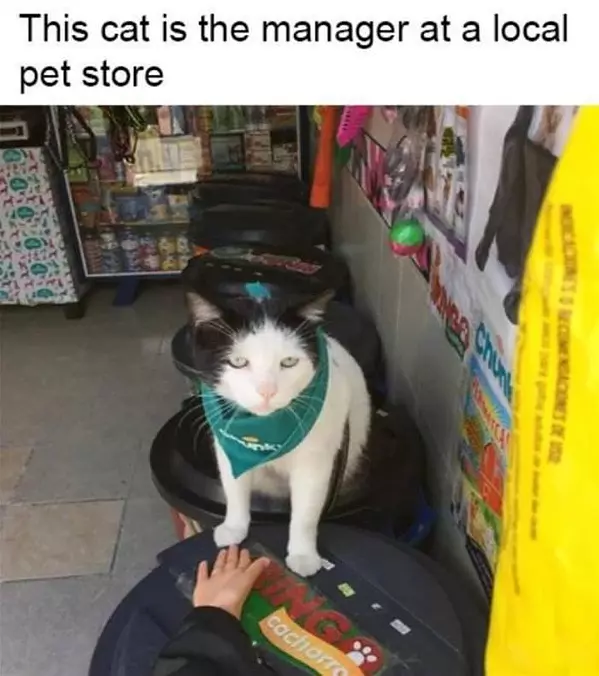 The Manager
