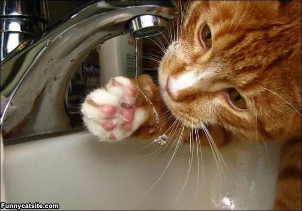 Ohhh A Sippy