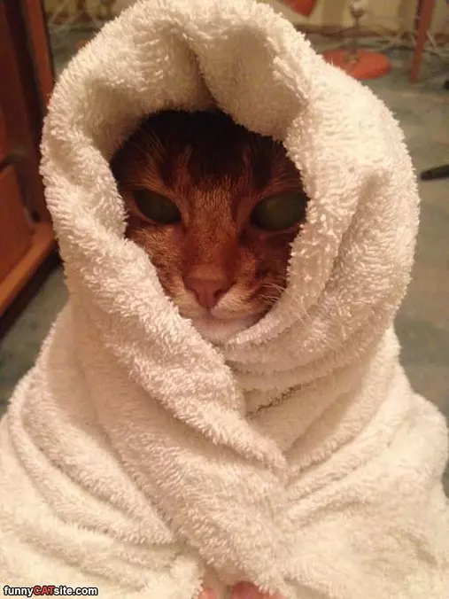 Cuddled Up