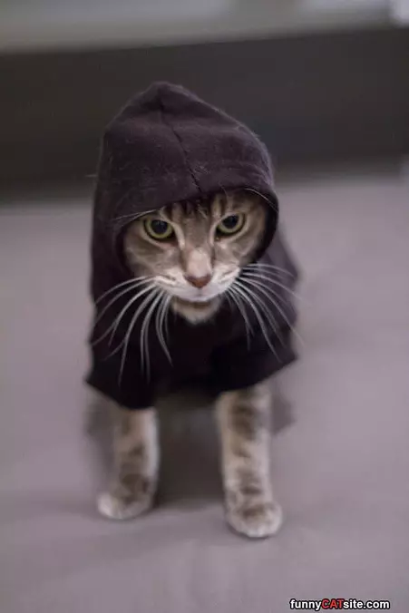 All Hoodied Up