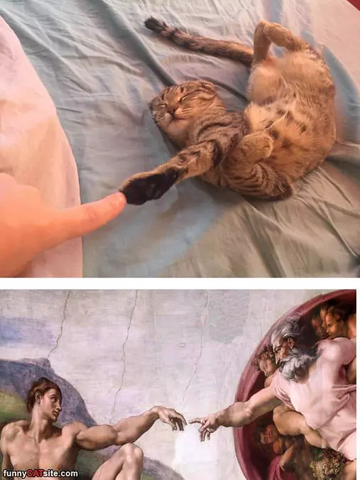 Bump Me Human