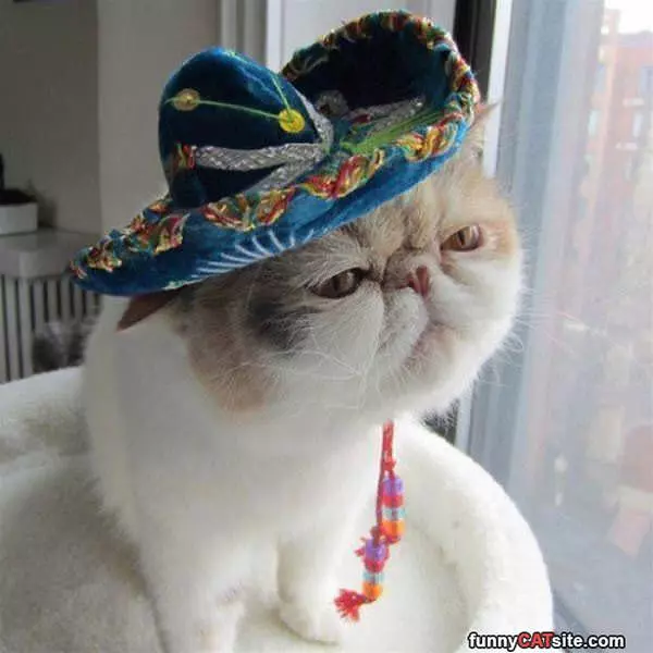 Nice Hat