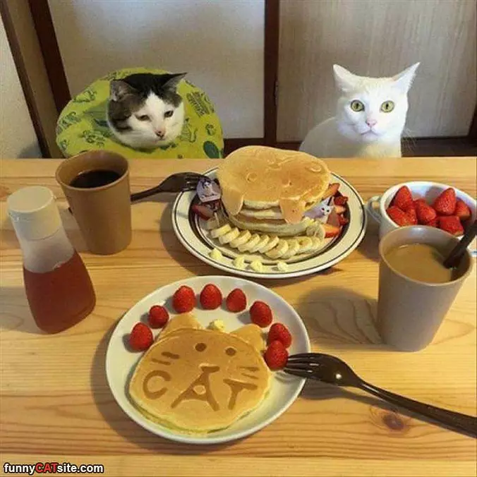 Cat Pancakes