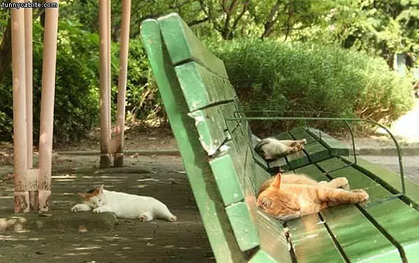 Cat Resting Area