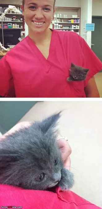 Pocket Kitty