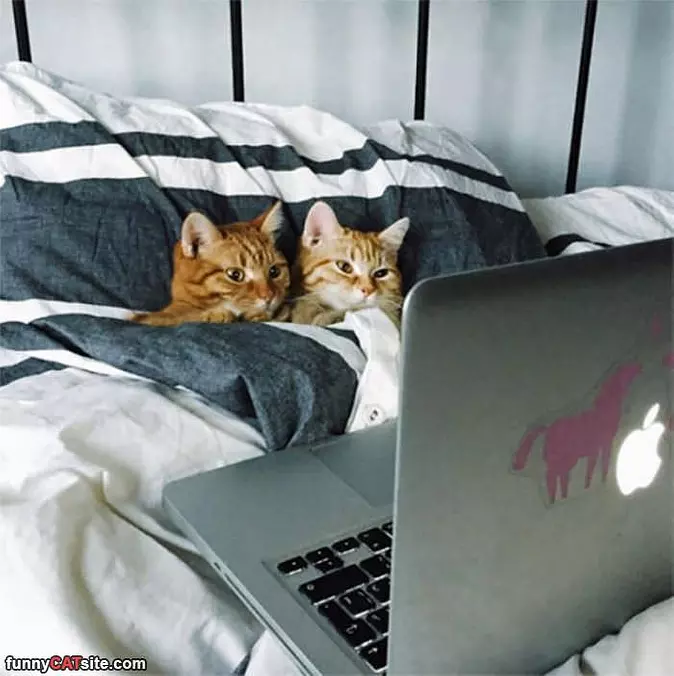 Watching A Cat Movie