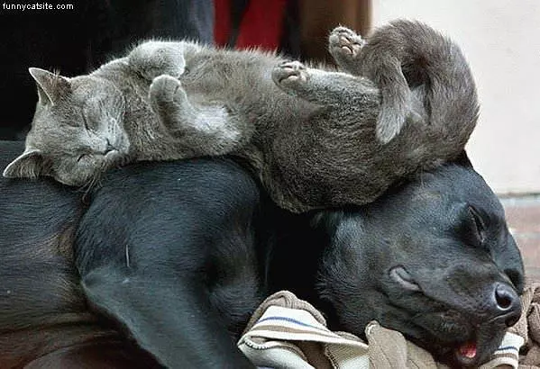 Sleeping On A Dog