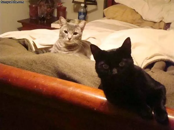 Piggy And Lucky