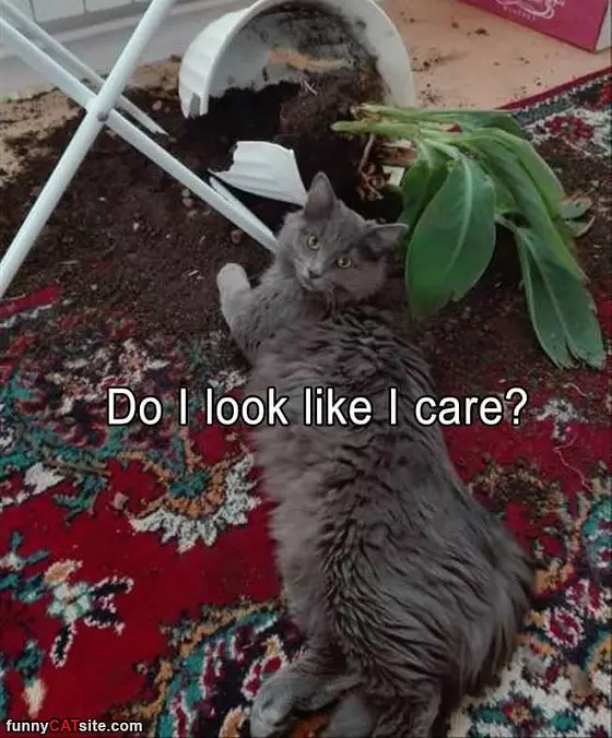 Do I Look Like I Care