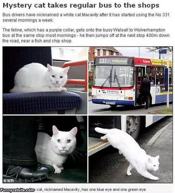 Macavity