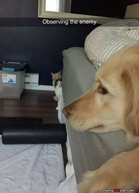 Observing The Enemy