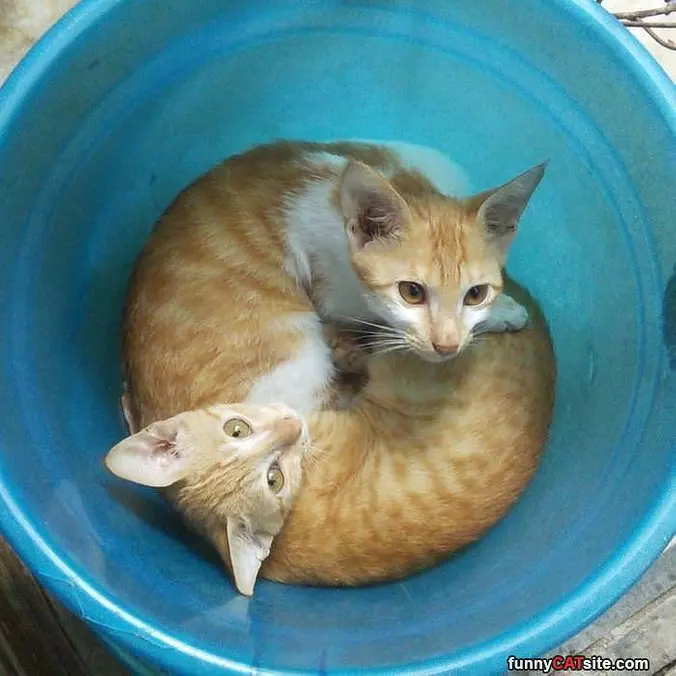 Curled Up Kitties