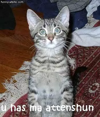 Attention