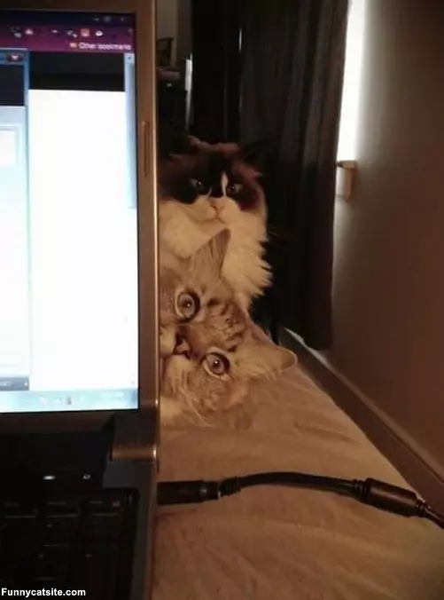 Stacking Cats