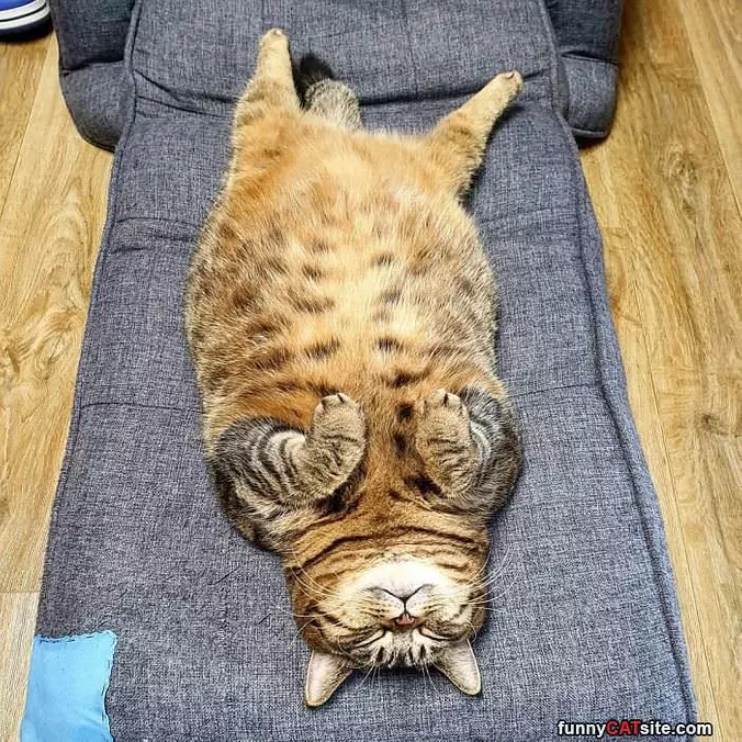 Dreaming Big