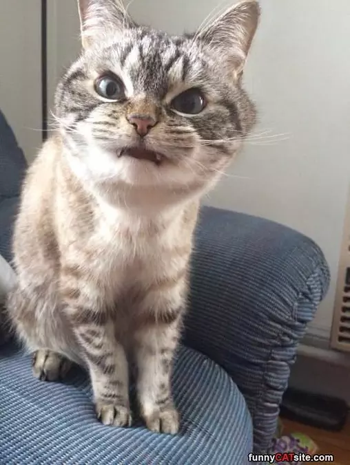 Vampire Cat
