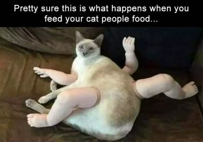Feed The Cat People Food