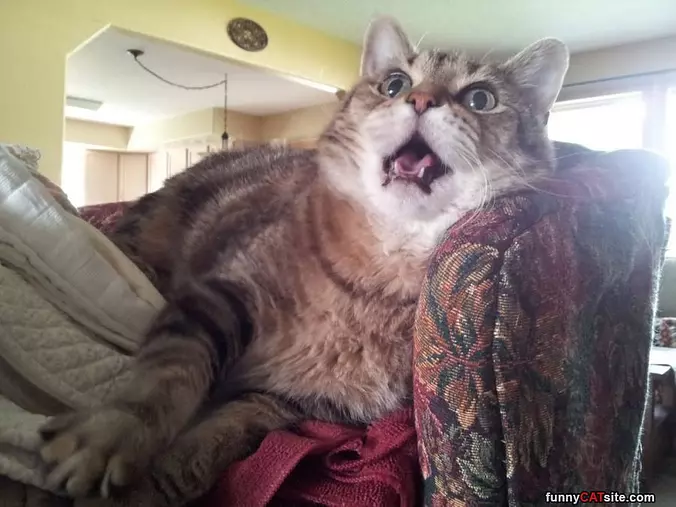 Raaaaaaaaw