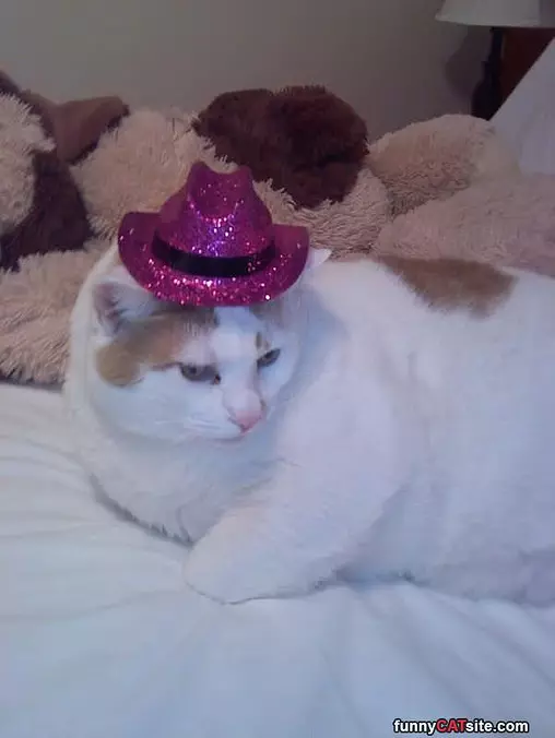 Do You Like My Hat