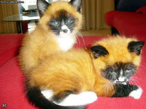 Fox Cats
