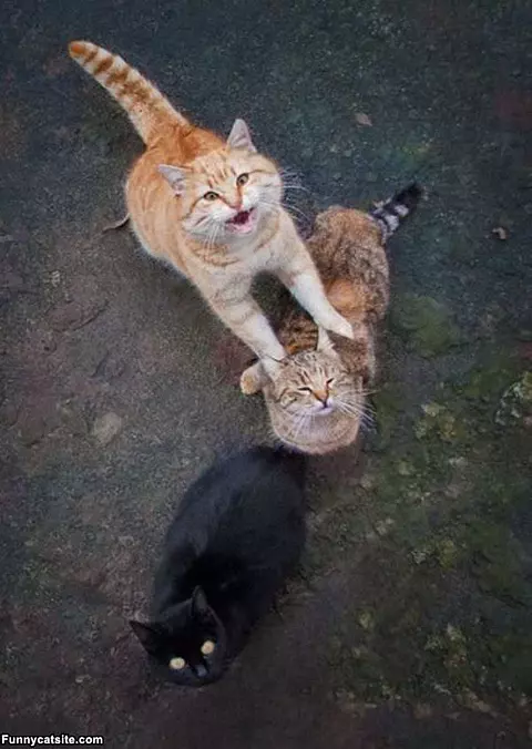 Meow Meow