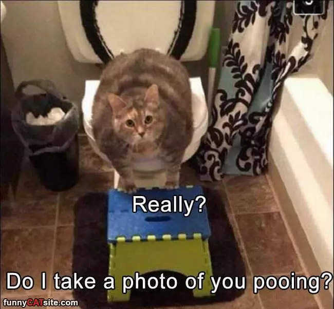 Do I Take Pictures Of You