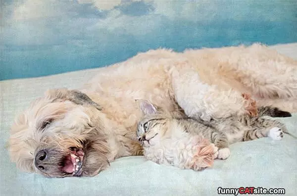 Cuddles