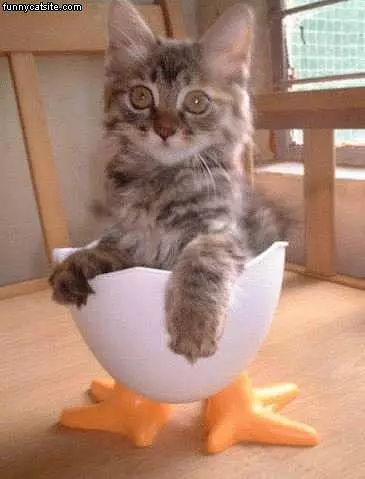 Duck Footed Cat