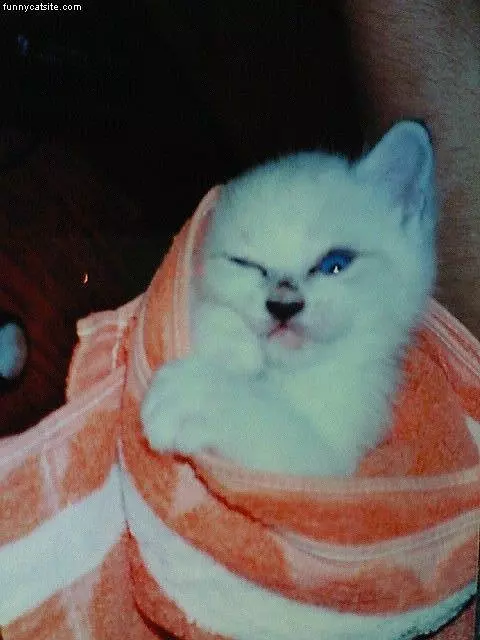 Wrapped Up
