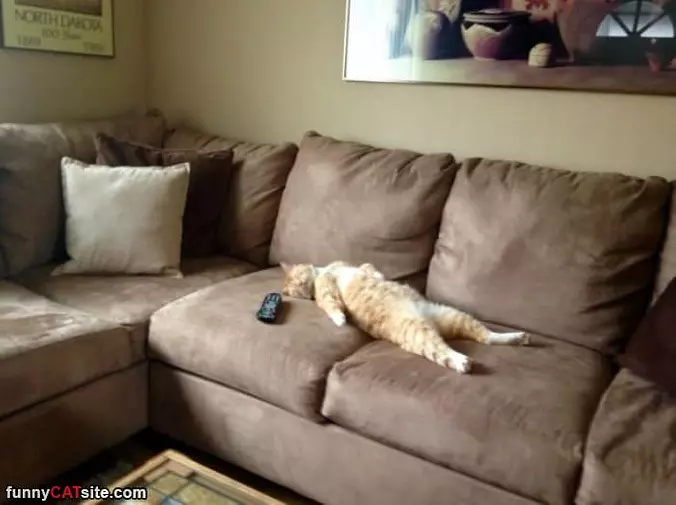 That Is One Passed Out Cat
