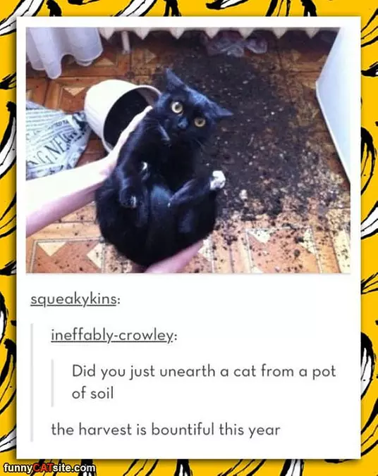 A Pot Of Soil