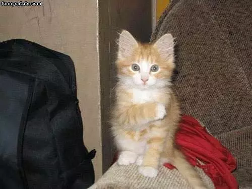 Kitten On Arm Rest