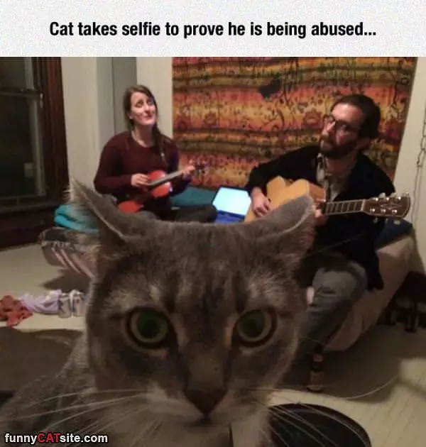 Poor Cat