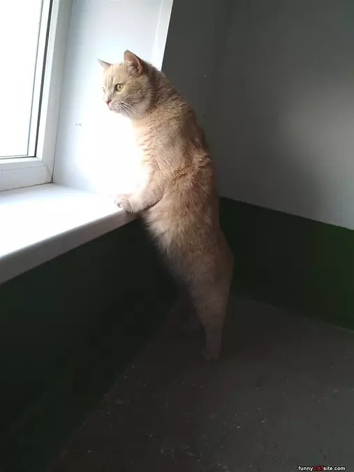 Looking On Out