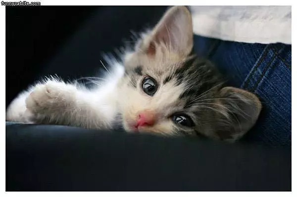 Cute Cat