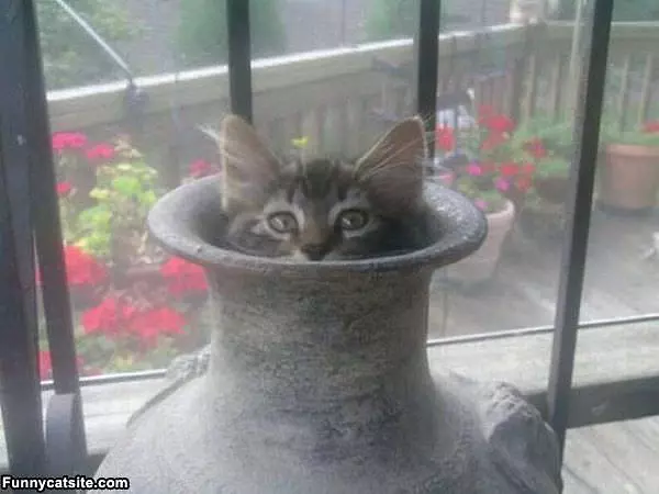 Peaking Out