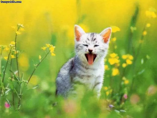 Happy Cat In Field
