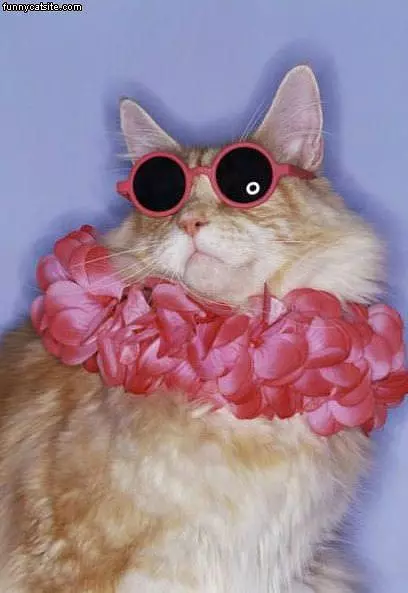 Awsome Sunglasses